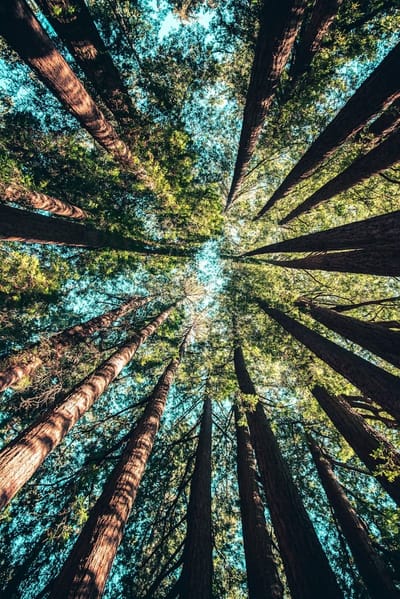 Leading with Love: Cultivating Connection in a Fractured World
